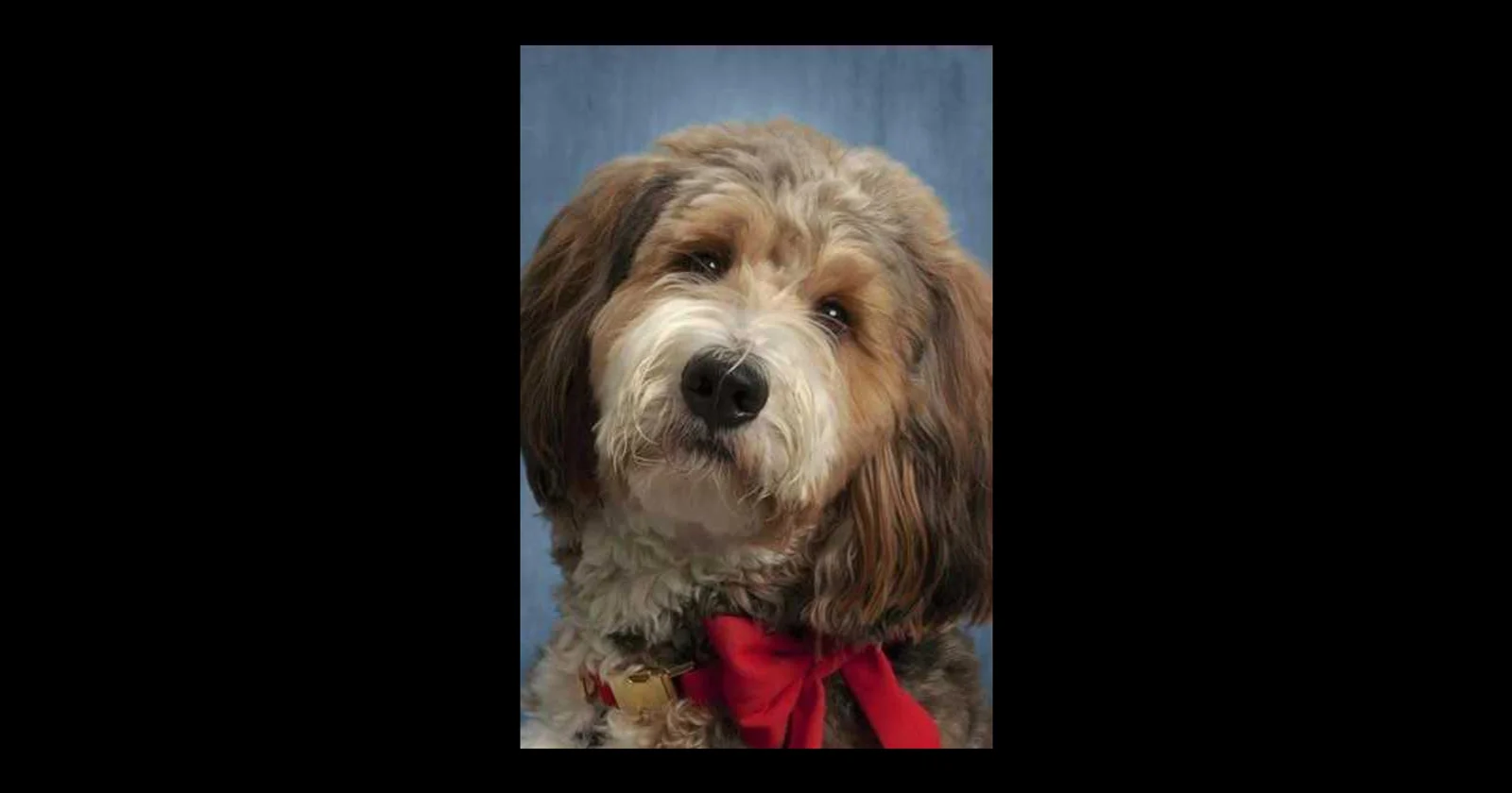 A Lancaster County Principal Could Be Fired After the School's Facility Dog Died in Her Car